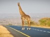 Giraffe, Tanzania