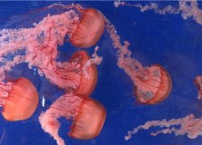 [Blog] Jellyfish Photo: That’s Awesome